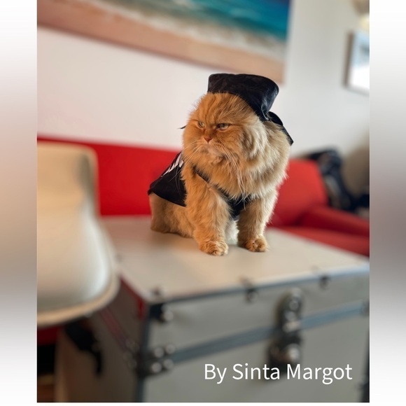 Digital art print by Sinta Margot handmade phots taken of Dior the Persian cat - Picture 1 of 1
